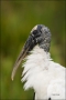 Wood-Stork;Stork;Mycteria-americana;portrait;one-animal;close-up;color-image;nob